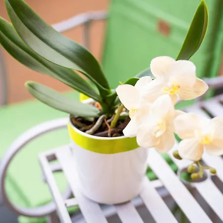 Piccola Orchidea * Musso