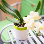 Piccola Orchidea Casa vacanze *