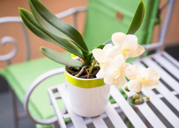 Piccola Orchidea * Musso