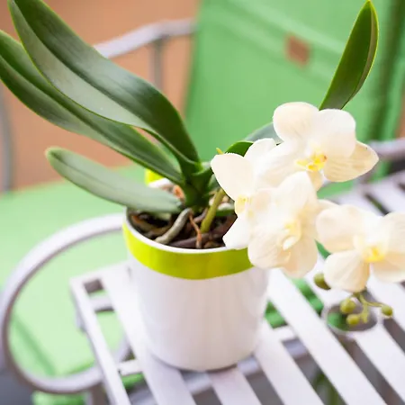 Piccola Orchidea Casa de Férias *